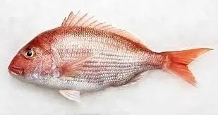 MERCAN BALIGI