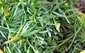 KAYA KORUGU
